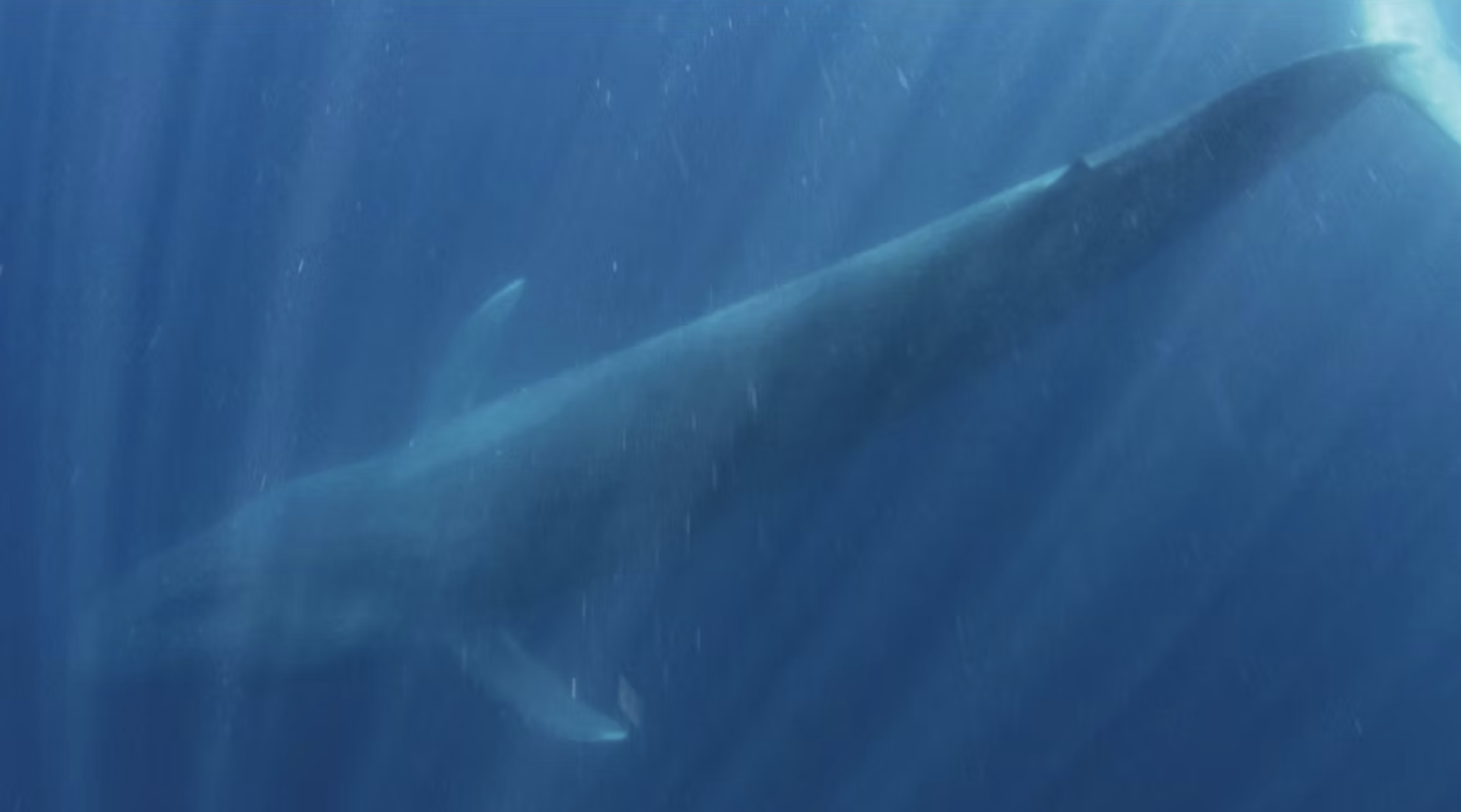 Alor Blue Whale Expedition 2027